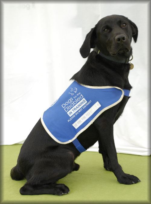 Ardenbrook Hope in training jacket