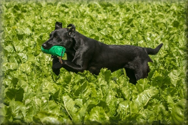 Ardenbrook River Dyfi