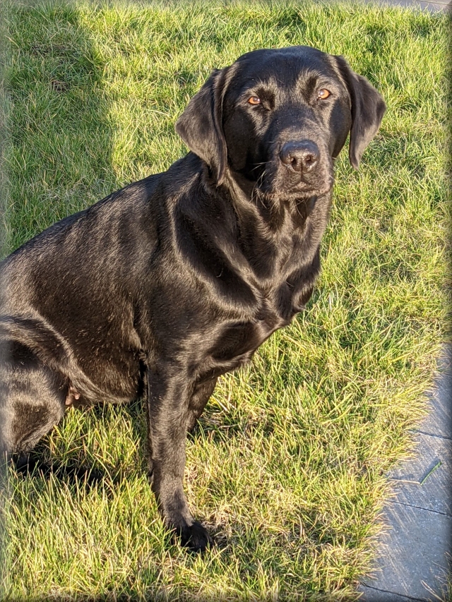 Tullyah Mo of Wedgnock