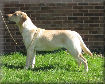 Ardenbrook Kallisto aged 11 months
