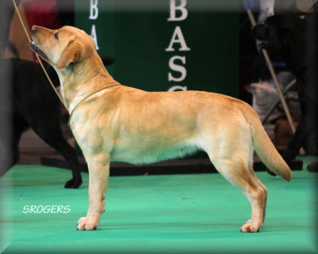 Ardenbrook Kallisto aged 2 years 7 months