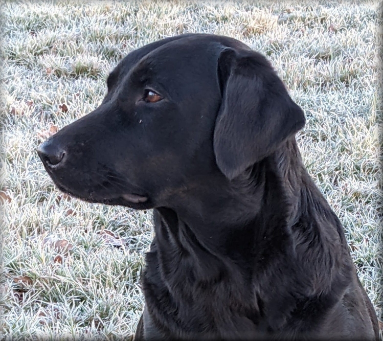 Piper Dene by Ardenbrook