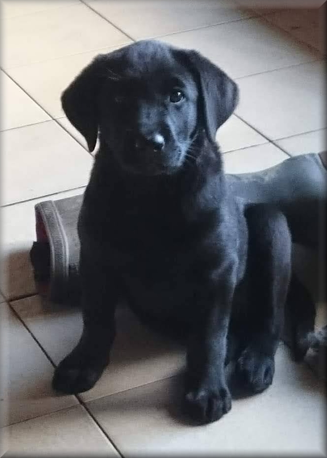 Piper Dene by Ardenbrook