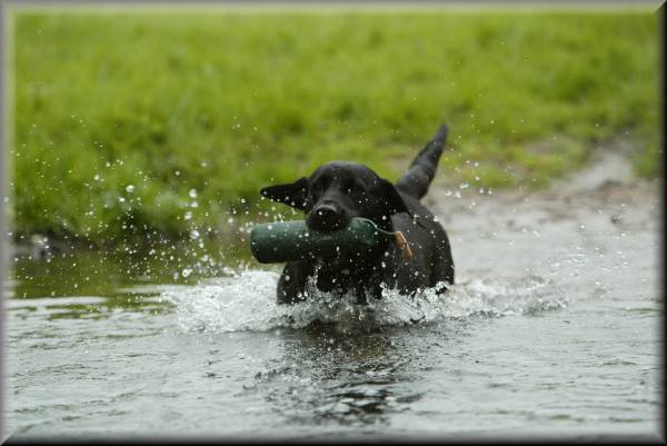 A water retrieve
