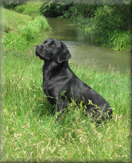 Ardenbrook Summer Sun